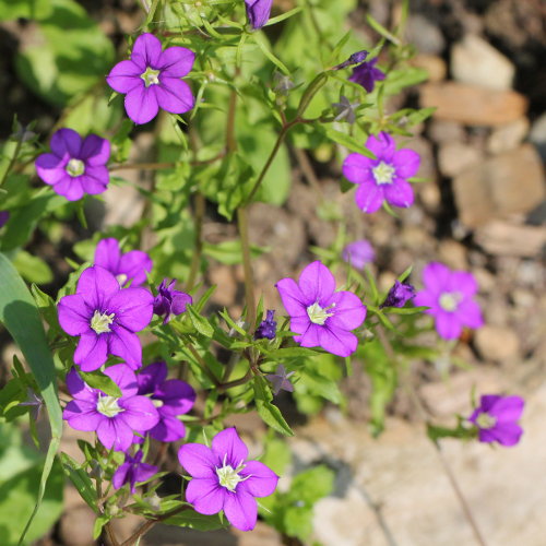 Venus-Frauenspiegel / Legousia speculum-veneris